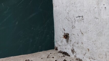 A spider that is resting in its nest waiting for prey caught in its web