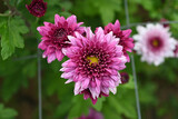 Beautiful pink chrysanthemum flowers in a garden