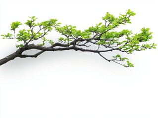 Wall Mural - Branch with fresh green leaves against a white background in a natural light spring setting for stock photography use