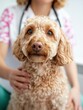 © Ryzhkov - Compassionate Care Meets Canine Comfort Empathetic Veterinary Professional Nurturing Adorable Golden Doodle in Modern Wellness Setting - Healing Bonds and Animal Support