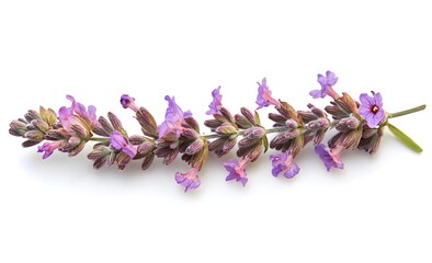 Poster - Lavender Sprig: A Delicate Purple Floral Beauty