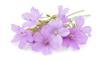 Poster - Delicate Lilac Flowers Bouquet: A Close-Up of Soft Purple Blooms