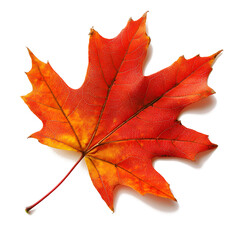 red sugar maple leaf leaves plant nature foliage stalk green tree transparent background