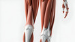 © Hector - Structure of lower body muscles and tendons. leg muscles front and back in anatomy model.