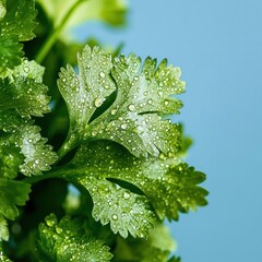 Poster - Close up of fresh green parsley with water drops on blue background capturing vibrant greenery freshness and dew