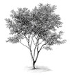 © Wijaya - Black and White Drawing of a Tree