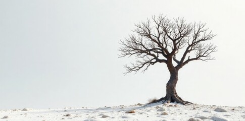 Wall Mural - Dry and barren tree on a white rocky background, white, rugged terrain, branch