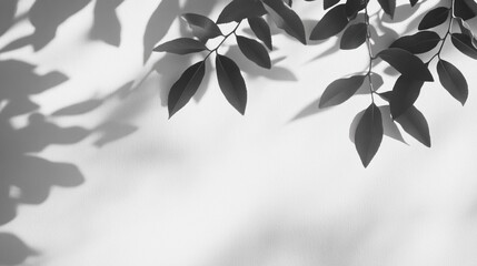 Poster - Delicate leaves cast intricate shadows on a plain white wall, creating a captivating play of light and dark. The tranquility of the moment captures the essence of nature's beauty