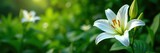 Pure white lily blooms amidst dense green foliage, gardens, serene