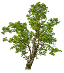 Poster - PNG single tree transparent background, high qaulity tree shoot by full frame camera, high resolution and sotf light easy to modifiy and drag to main project 