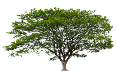 Poster - PNG single tree transparent background, high qaulity tree shoot by full frame camera, high resolution and sotf light easy to modifiy and drag to main project 
