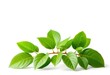 © Uravan - Single vibrant green plant, isolated on pure white background, spring, green