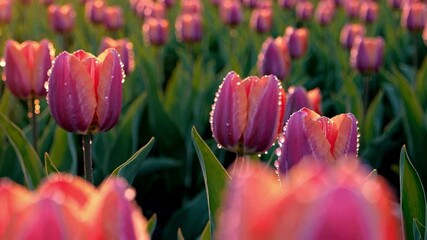 Poster - Field of dewy pink tulips glowing in morning light. Nature and tranquility concept.