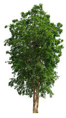 Poster - PNG single tree transparent background, high qaulity tree shoot by full frame camera, high resolution and sotf light easy to modifiy and drag to main project 