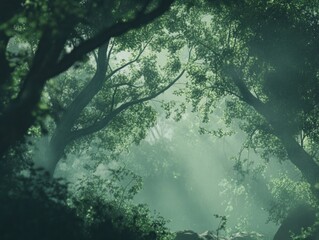 Wall Mural - ethereal forest canopy with misty sunlight filtering through foliage