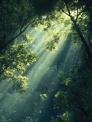 Wall Mural - sunlight streaming through canopy, a forest's ethereal beauty