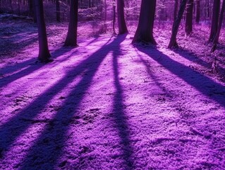 Wall Mural - mystical forest path aglow with violet hues and elongated shadows