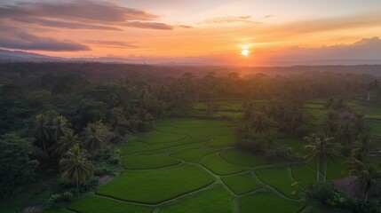 Aufkleber - A scenic aerial view of rice terraces at sunrise