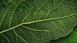 © oris - Close-up of a green leaf showcasing its intricate vein structure and texture.