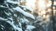 © Pickoloh - Beautiful winter scenery with snow falling on a spruce tree branch close-up. Snowfall in a winter spruce forest at sunny day. Snowflakes slowly flying in air at sunny cold winter day. Christmas time