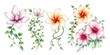 © Ahingska - Elegant Floral Designs Magnolia Hibiscus Plumeria Spring Blooms Botanical Illustrations