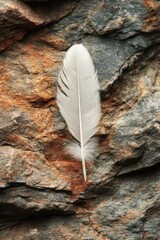 Poster - Delicate white feather resting gently on rugged stone surface creating a serene and natural scene