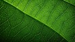© sevector - green leaf top view