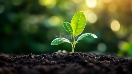 Poster - Create  prompts for stock photos related to Interest rate rise and dividends money investment concept. Business provision of financial services with - characters and ending with
