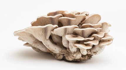 Poster - Create  prompts for stock photos related to Trametes versicolor  also known as Coriolus versicolor and Polyporus versicolor with - characters and ending with