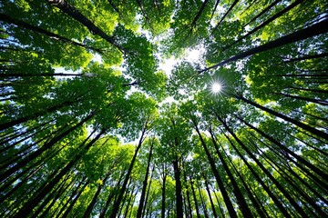 Aufkleber - View of tall green trees from below with sunlight peeking through the branches.