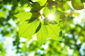 Poster - Green leaves with sunlight shining through.
