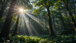 © Rebekah - Sunlight filters through the dense canopy of a lush forest, illuminating the verdant undergrowth.