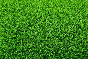 Poster - Green grass texture close-up.