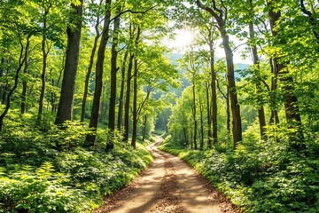 Poster - Serene forest path with sunlight filtering through lush green trees.