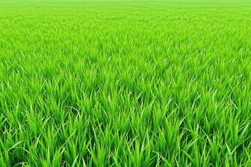 Poster - Green grass field on a natural background.