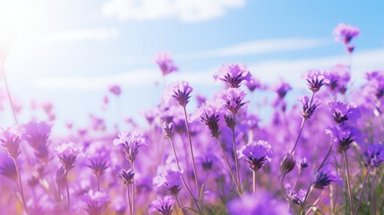 Wall Mural - field vertical spring background