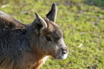 patagonian mara