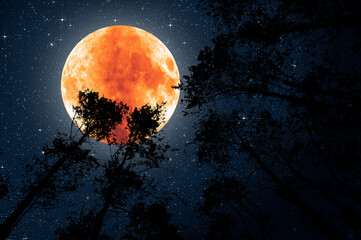 Wall Mural - red full moon and the starry sky in the silhouette of the tips of the trees in the forest.