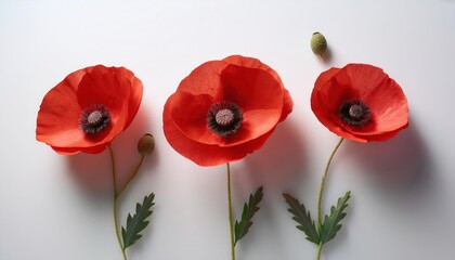 Poster - Elegant Display of Vibrant Poppies on a Minimalist Surface Creating a Serene Ambiance