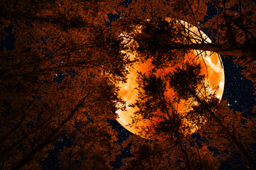Wall Mural - red full moon and the starry sky in the silhouette of the tips of the trees in the forest.