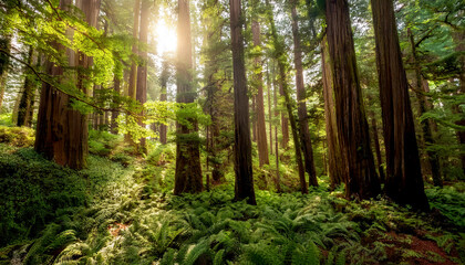 Poster - Sunlight Filters Through a Dense Forest Canopy, Illuminating the Lush Greenery Below