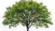 © heinng - Lush green tree branches spread wide against bright white background. AI Generated