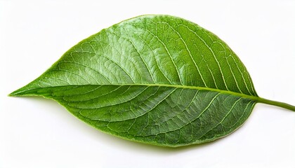 Wall Mural - green leaf isolated