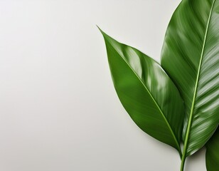 Wall Mural - clean elegant green leaves over a light minimalistic backdrop for a fresh natural aesthetic and modern styling