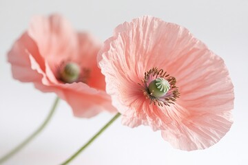 Poster - Two soft pink poppies stand gracefully, their petals delicately blurred, creating an elegant and serene atmosphere that captures nature's charm