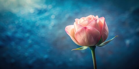 Poster - A single pink rose blooms against a backdrop of soft blue bokeh, its petals unfurling with delicate beauty.