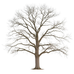 A tree with no leaves is standing alone on a white background. The tree appears to be bare and lifeless, with no signs of growth or activity. Concept of emptiness and desolation