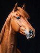 © creative - Chestnut horse posing on black background