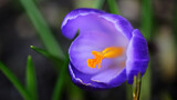 Spring flowers