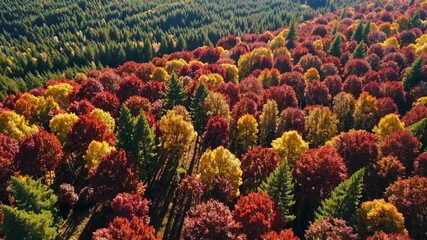 Wall Mural - autumn foliage over a vibrant forest landscape with various colored trees